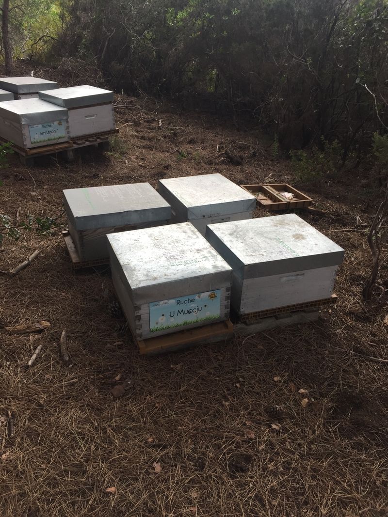 La ruche U Muccju