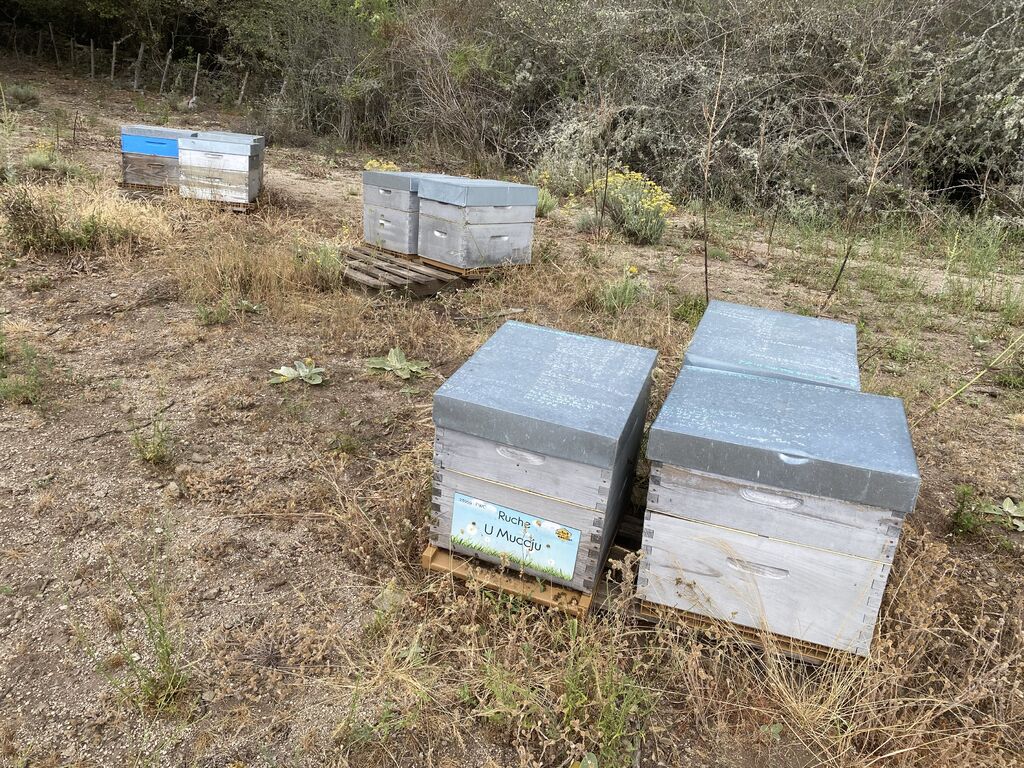 La ruche U Muccju