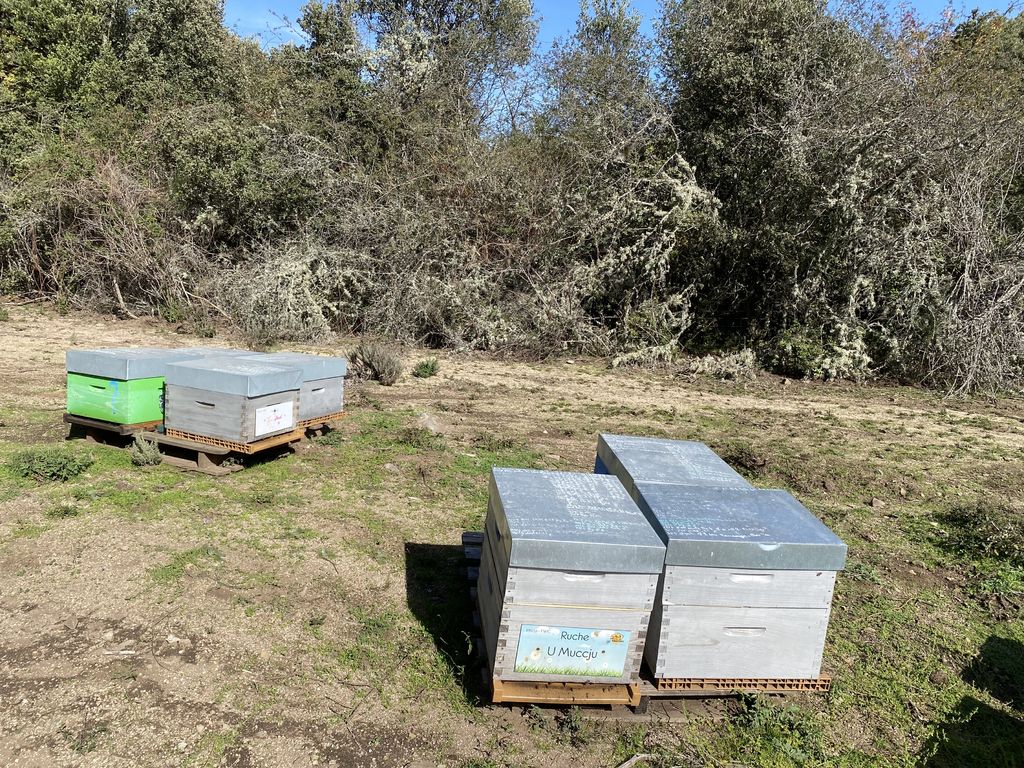 La ruche U Muccju