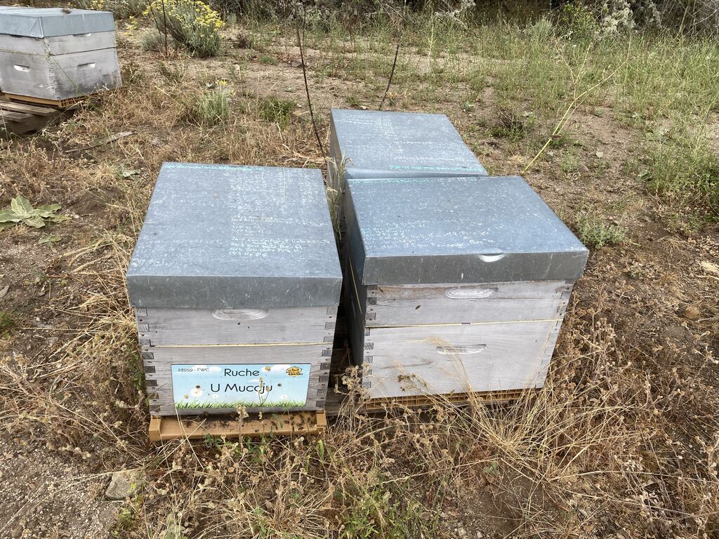 La ruche U Muccju