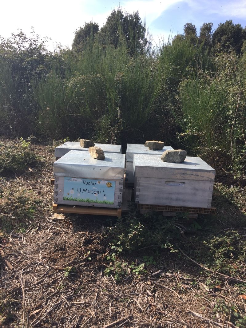 La ruche U Muccju