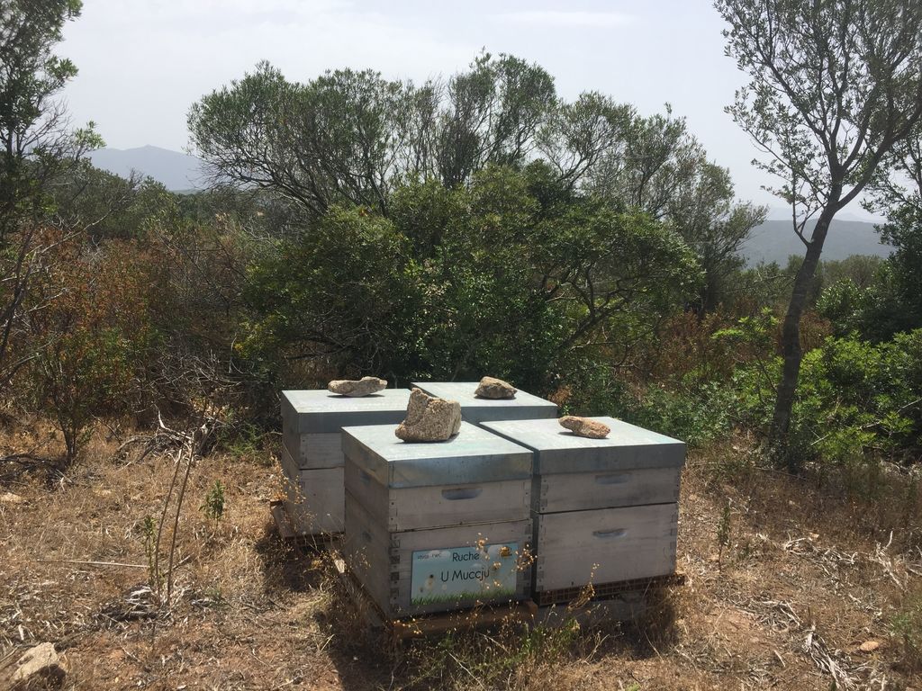 La ruche U Muccju