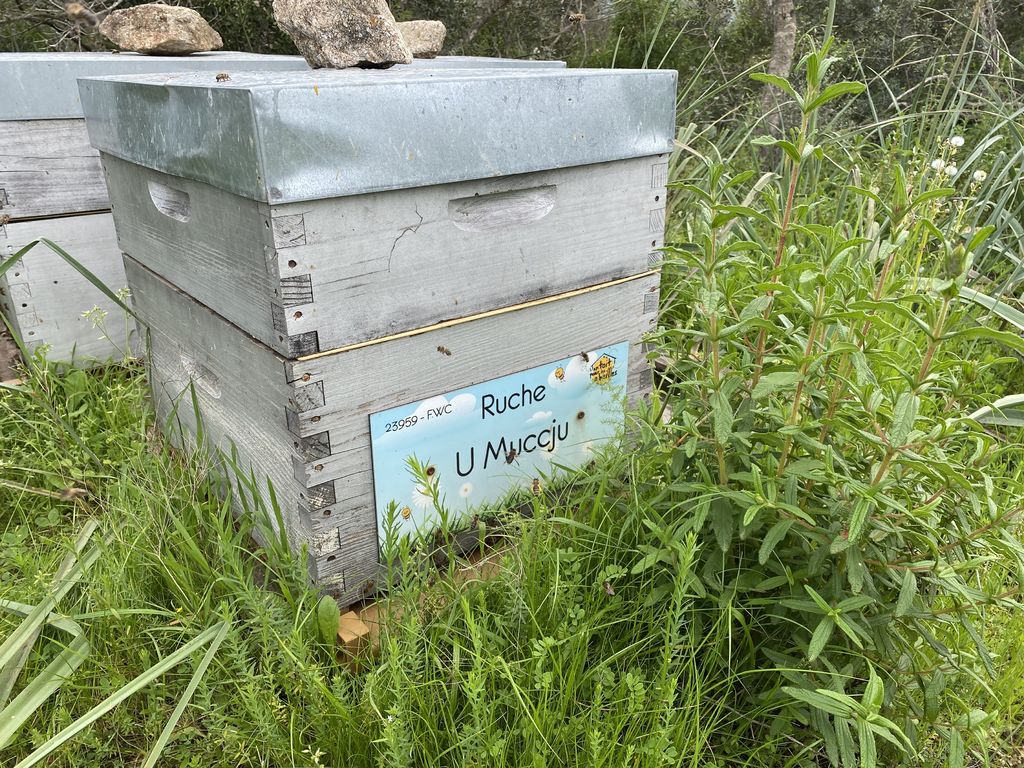 La ruche U Muccju