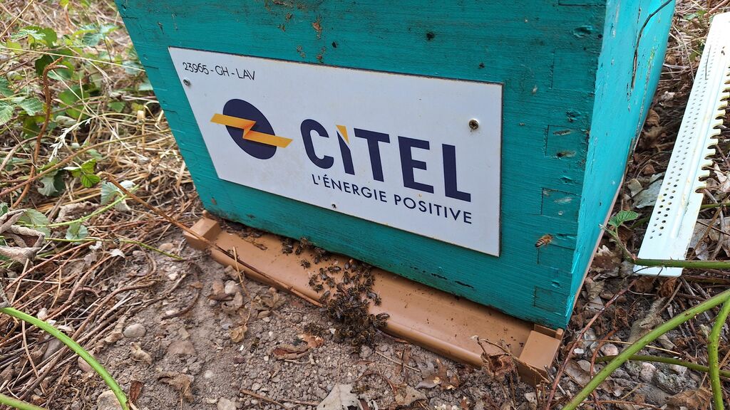 La ruche CITEL