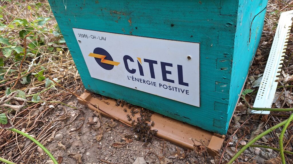 La ruche CITEL