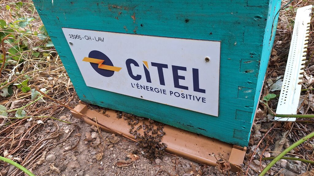 La ruche CITEL