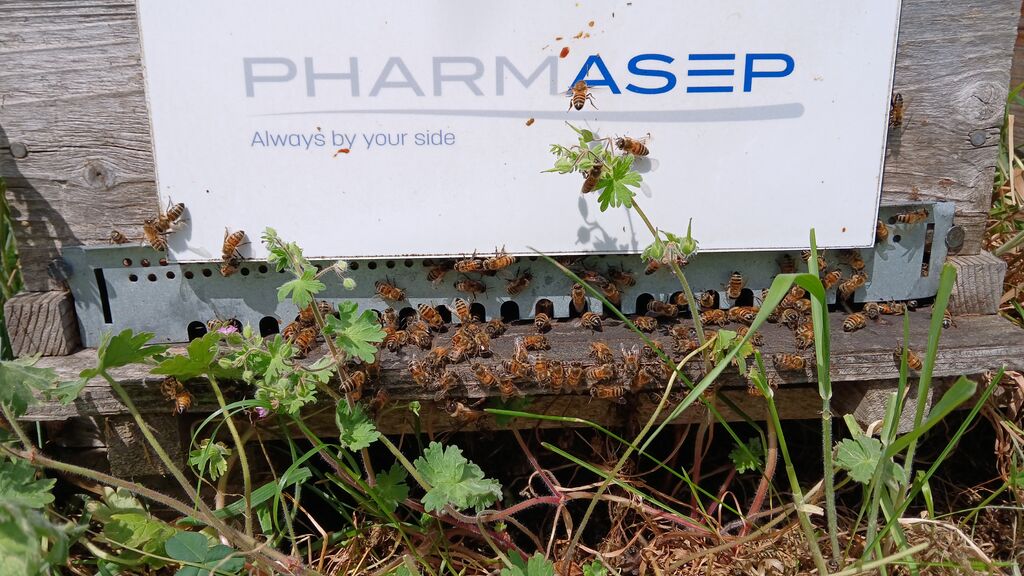 La ruche PHARMASEP