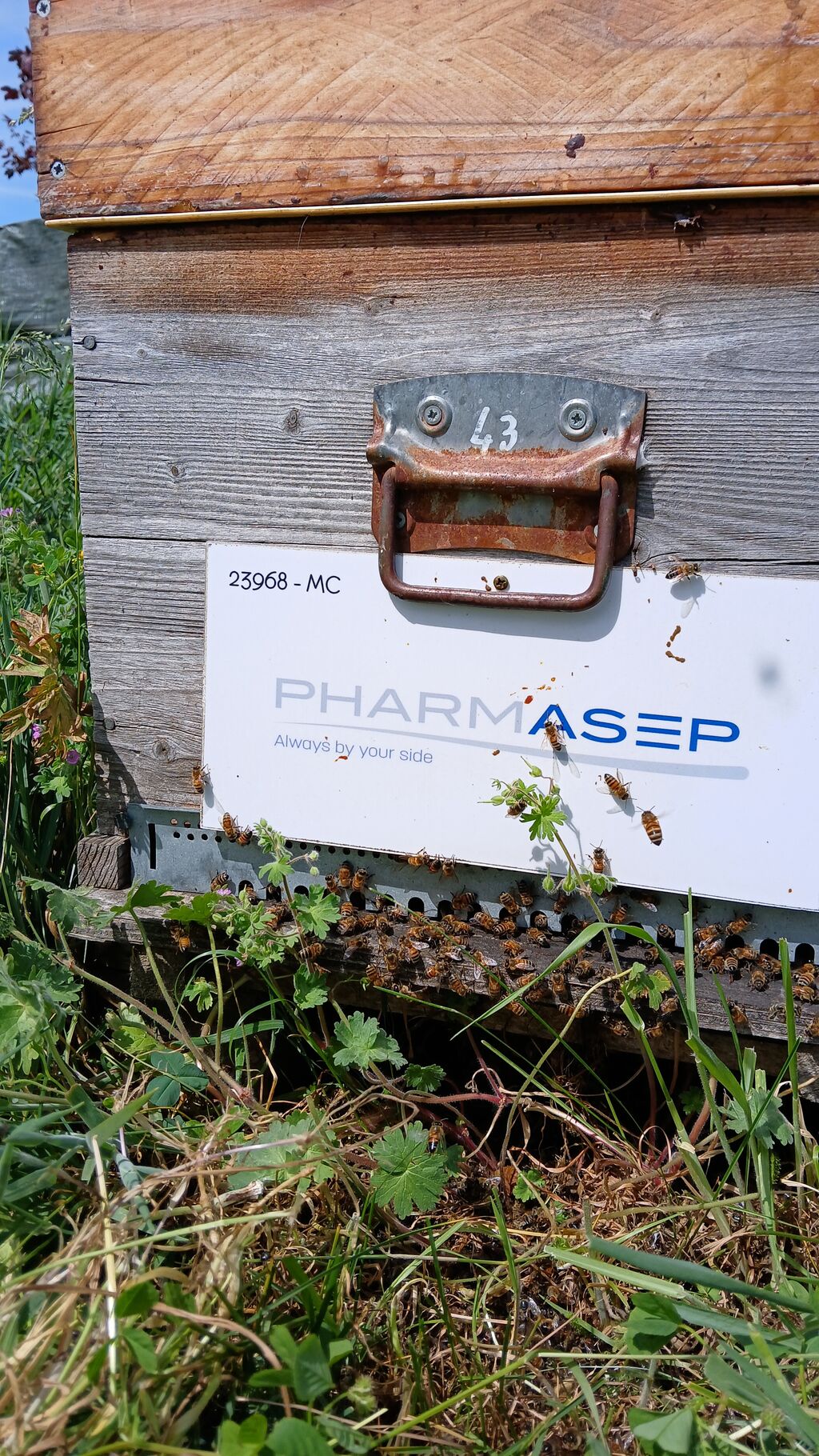 La ruche PHARMASEP