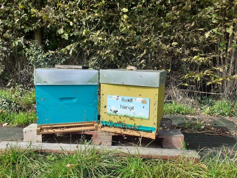 La ruche Narval