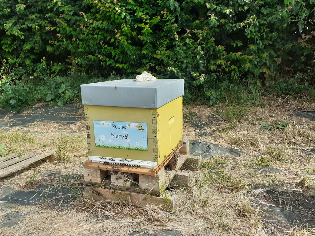 La ruche Narval