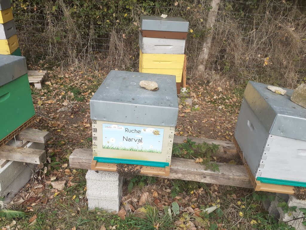 La ruche Narval