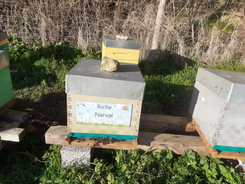 La ruche Narval