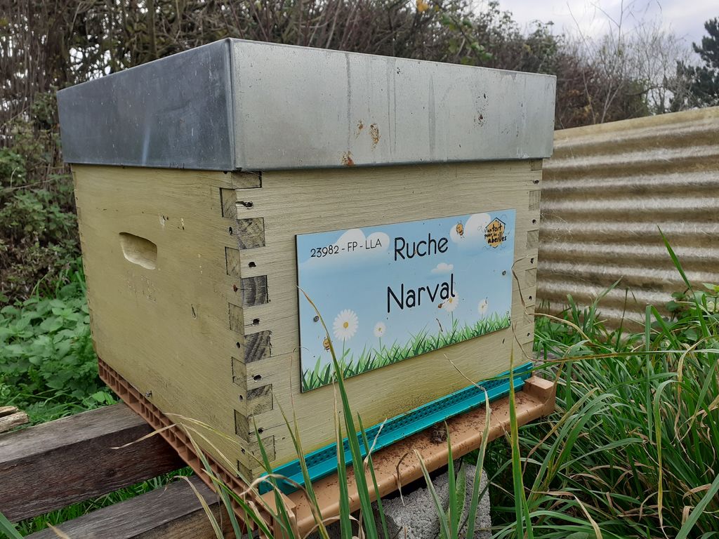 La ruche Narval