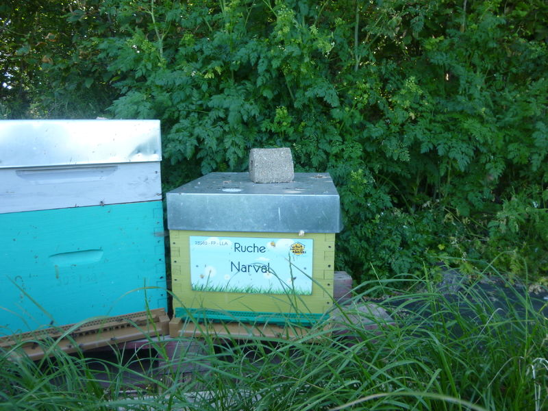 La ruche Narval