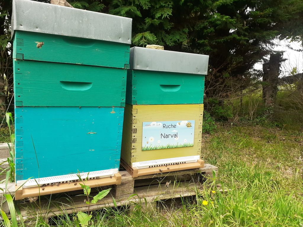 La ruche Narval