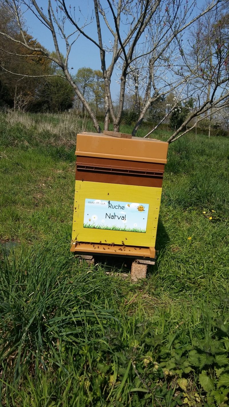 La ruche Narval