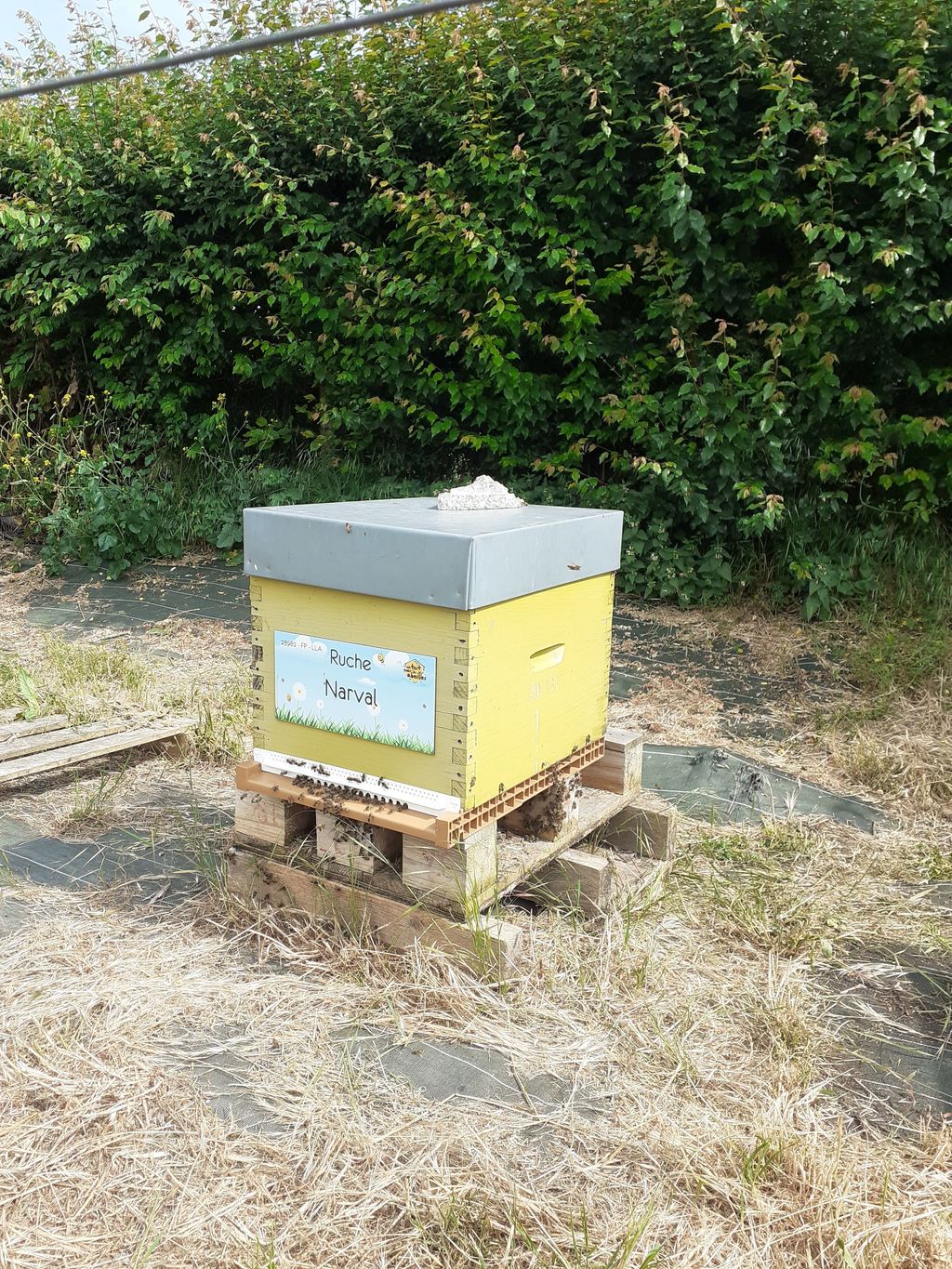 La ruche Narval