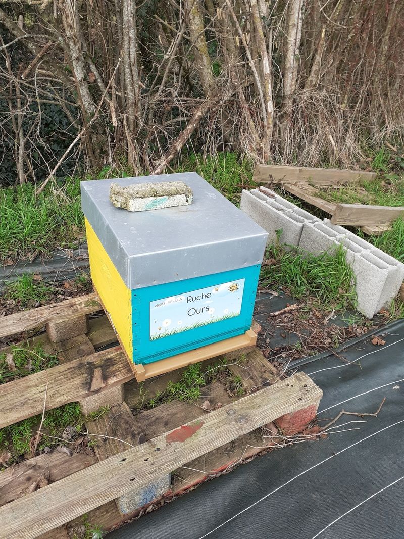 La ruche Ours