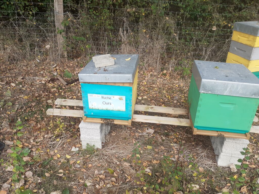 La ruche Ours