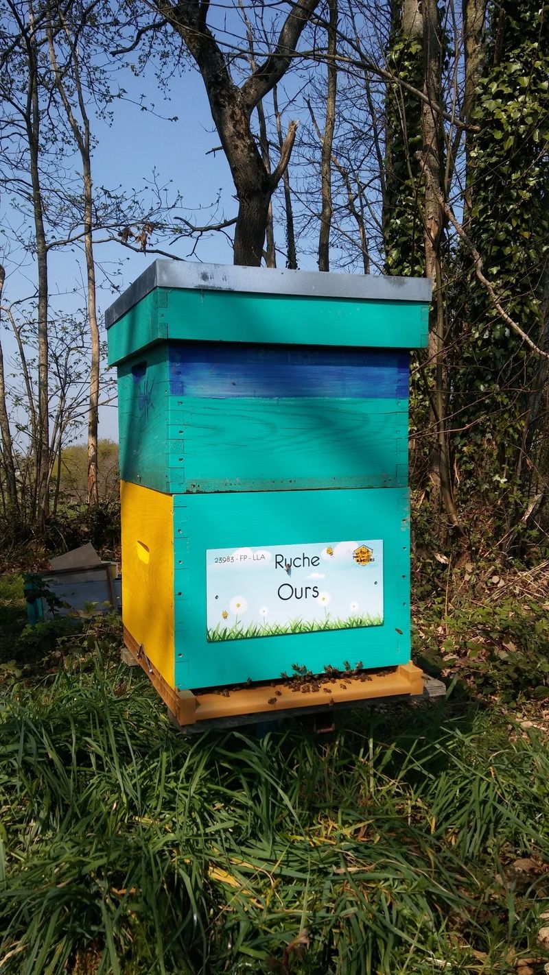 La ruche Ours