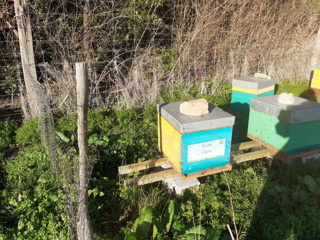 La ruche Ours