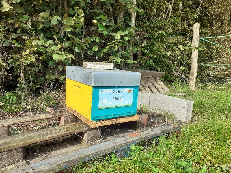 La ruche Ours