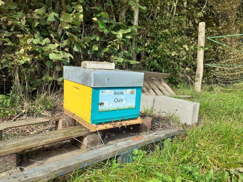 La ruche Ours