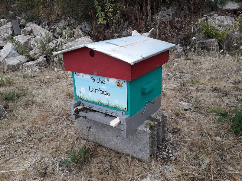 La ruche Lambda