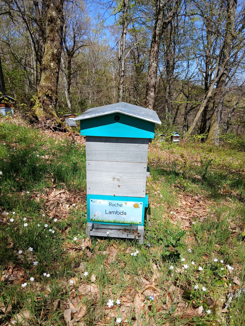 La ruche Lambda