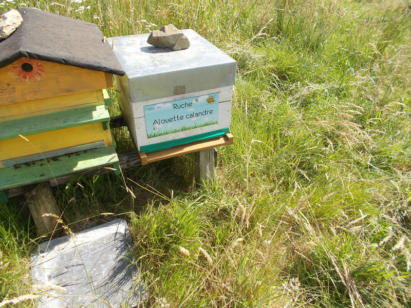 La ruche Alouette calandre