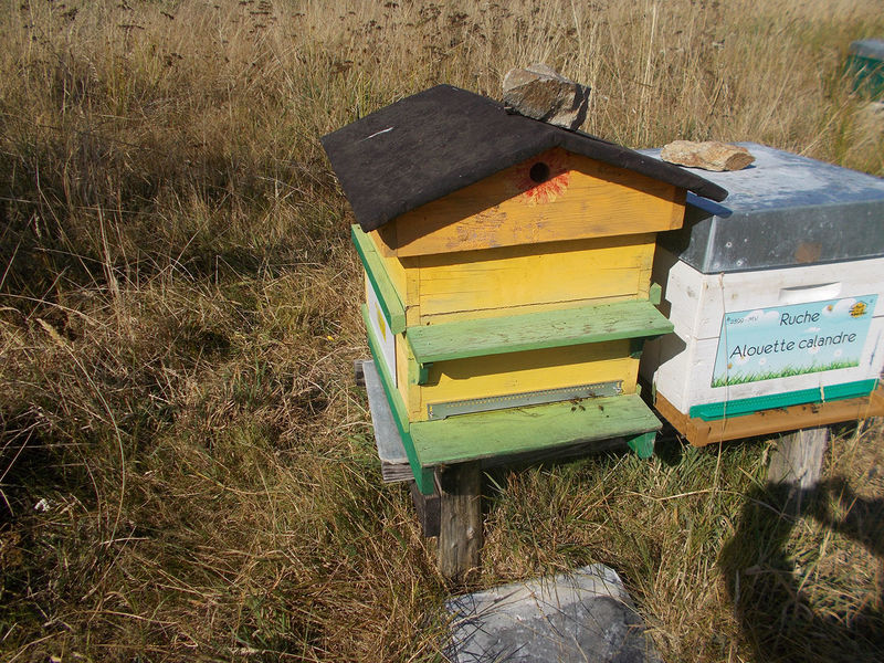 La ruche Alouette calandre