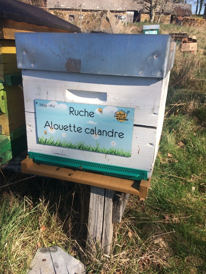 La ruche Alouette calandre