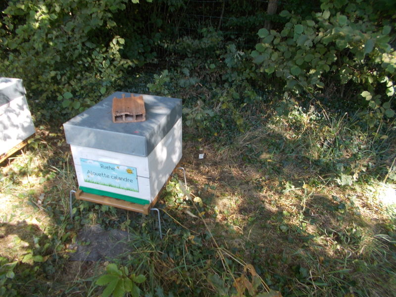 La ruche Alouette calandre