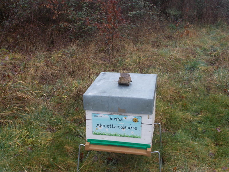 La ruche Alouette calandre