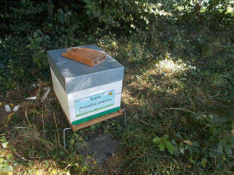 La ruche Alouette calandre