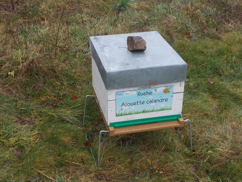 La ruche Alouette calandre