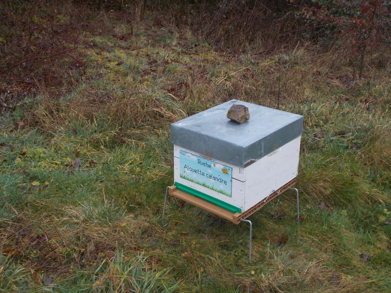 La ruche Alouette calandre