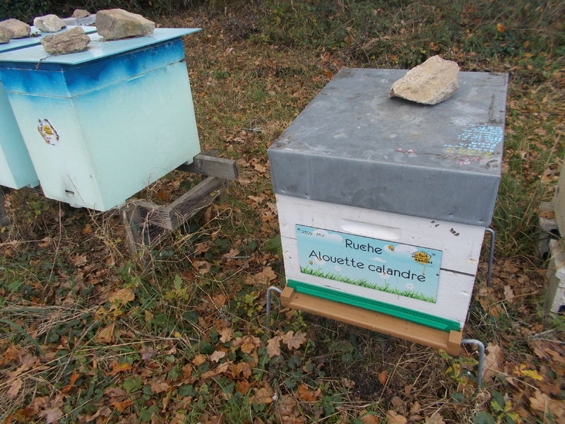 La ruche Alouette calandre