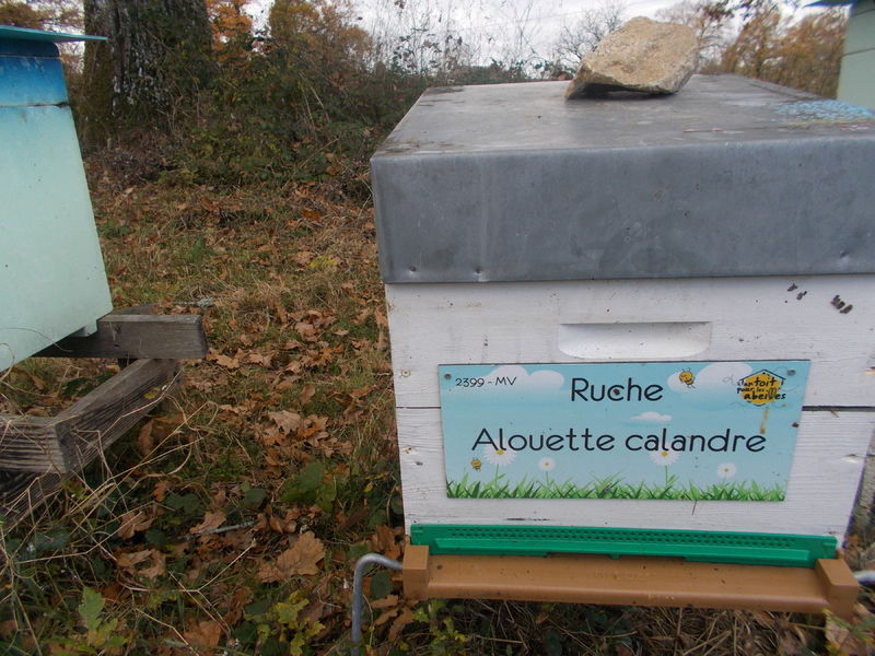 La ruche Alouette calandre