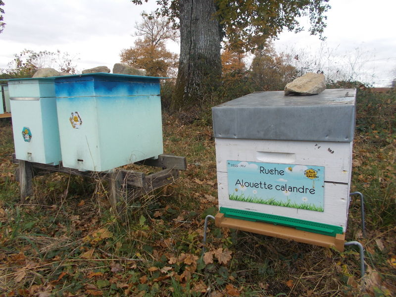 La ruche Alouette calandre