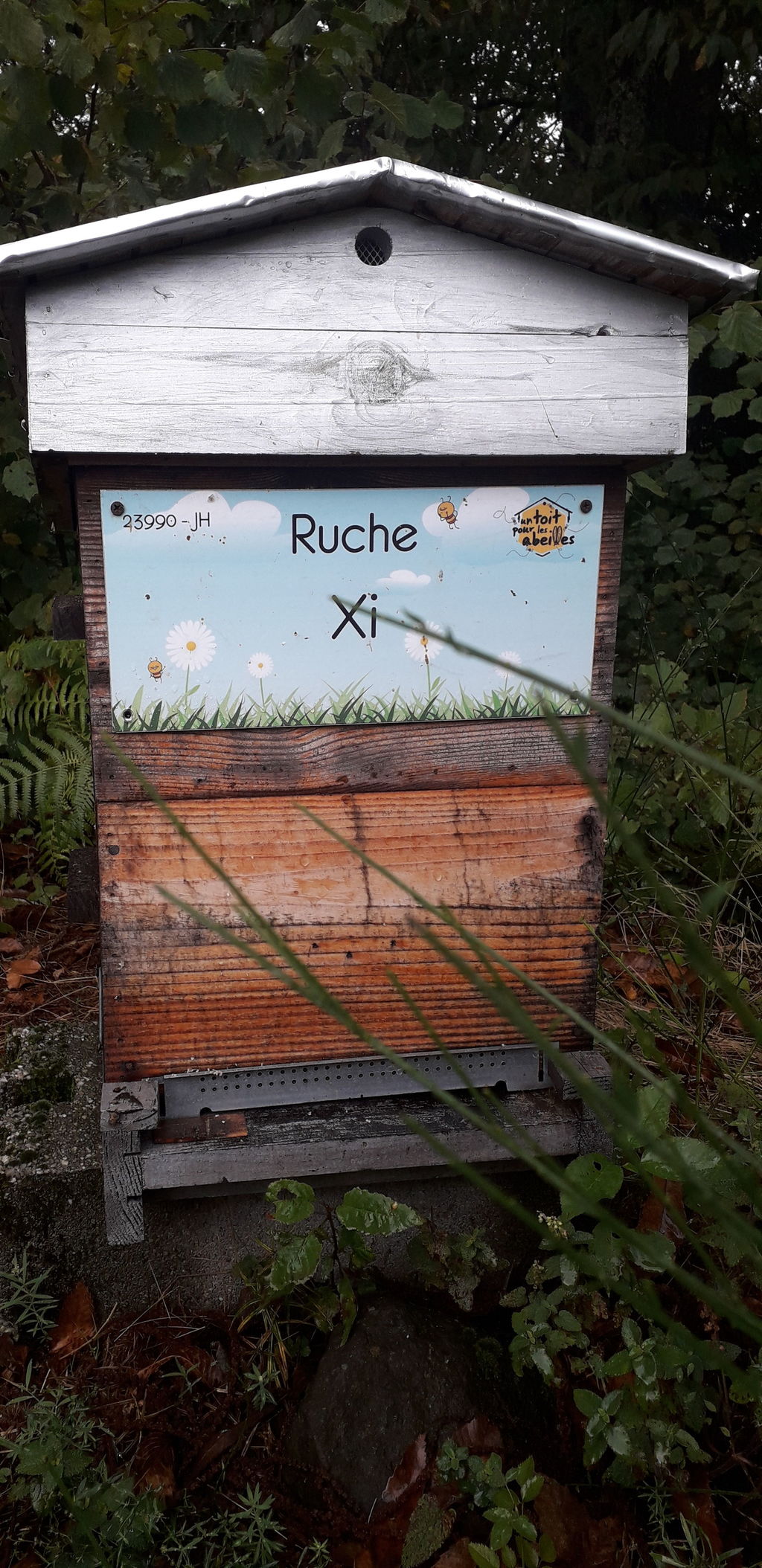 La ruche Xi