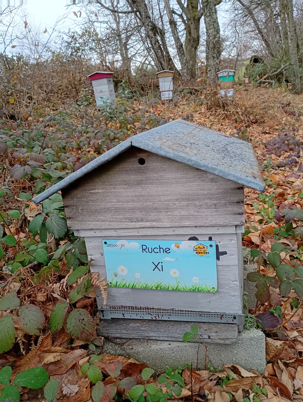 La ruche Xi