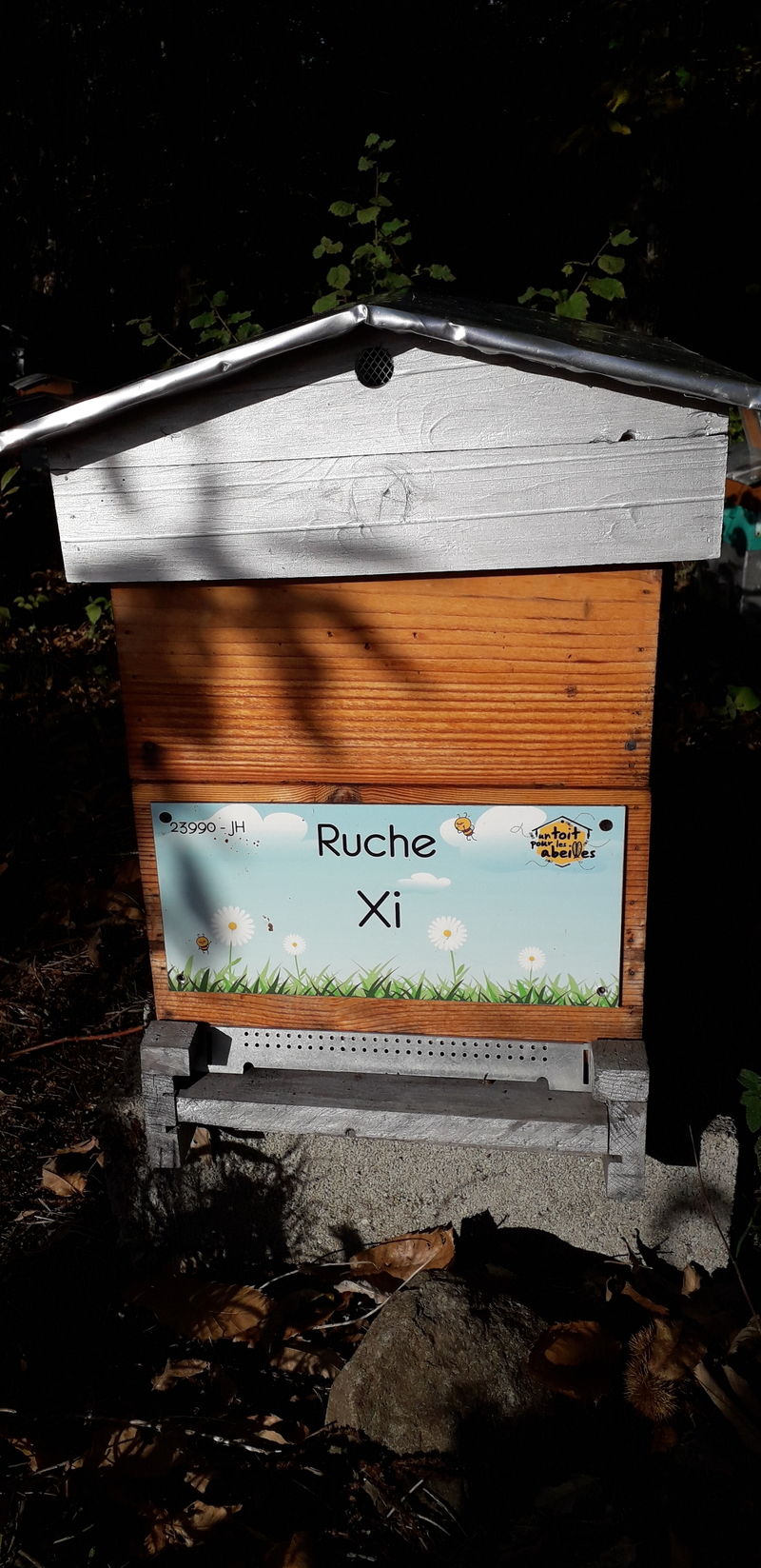 La ruche Xi