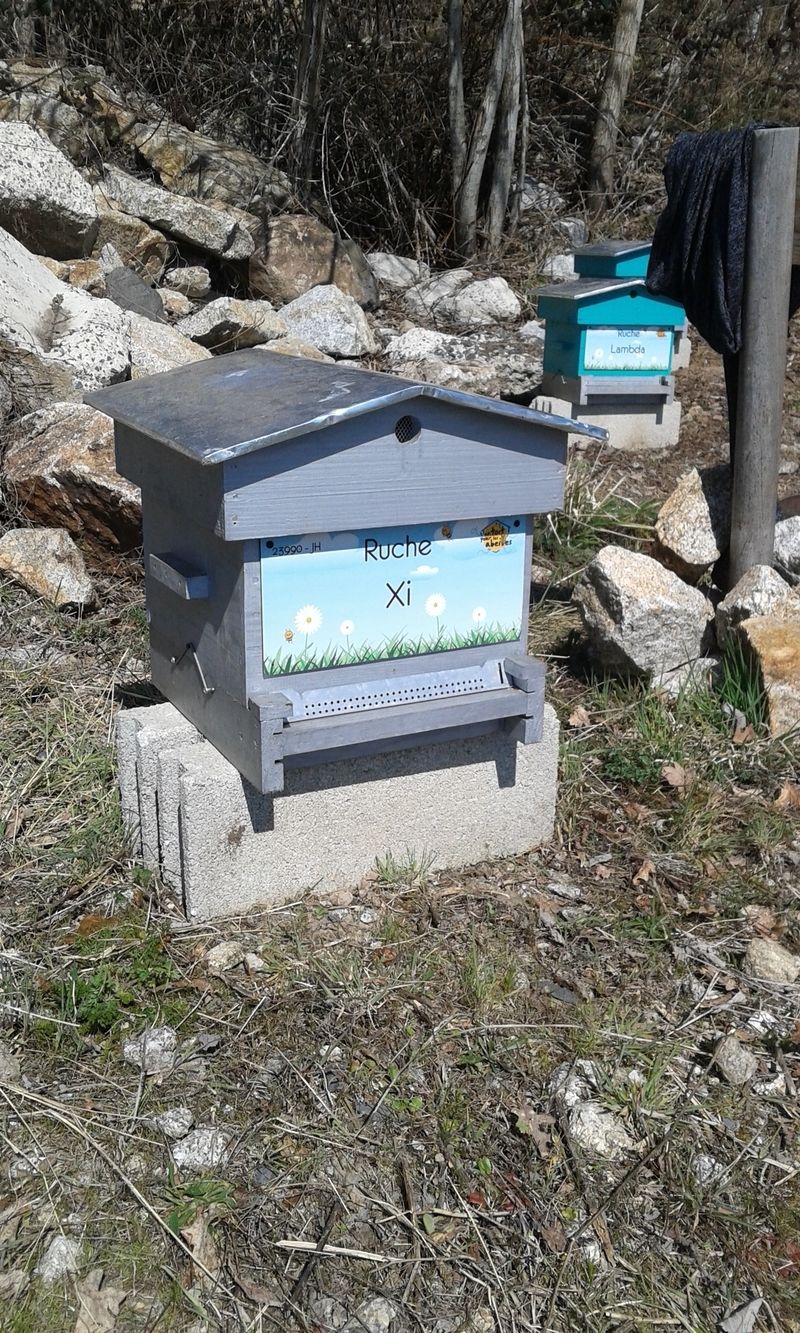 La ruche Xi