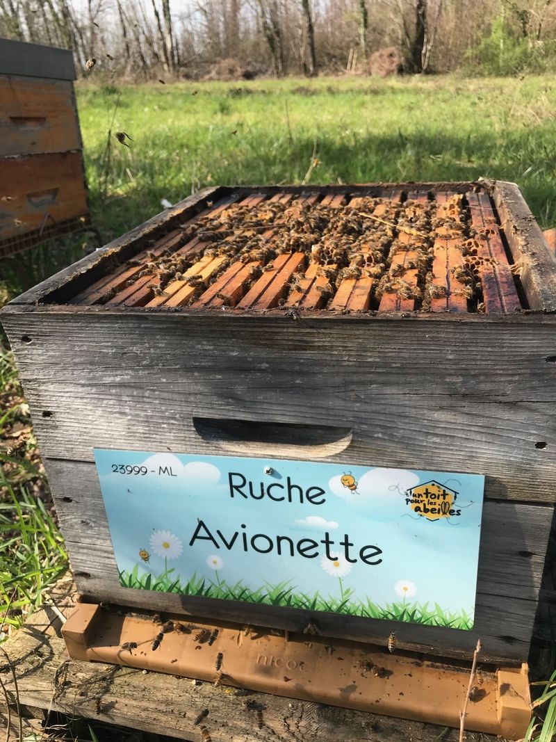 La ruche Avionette