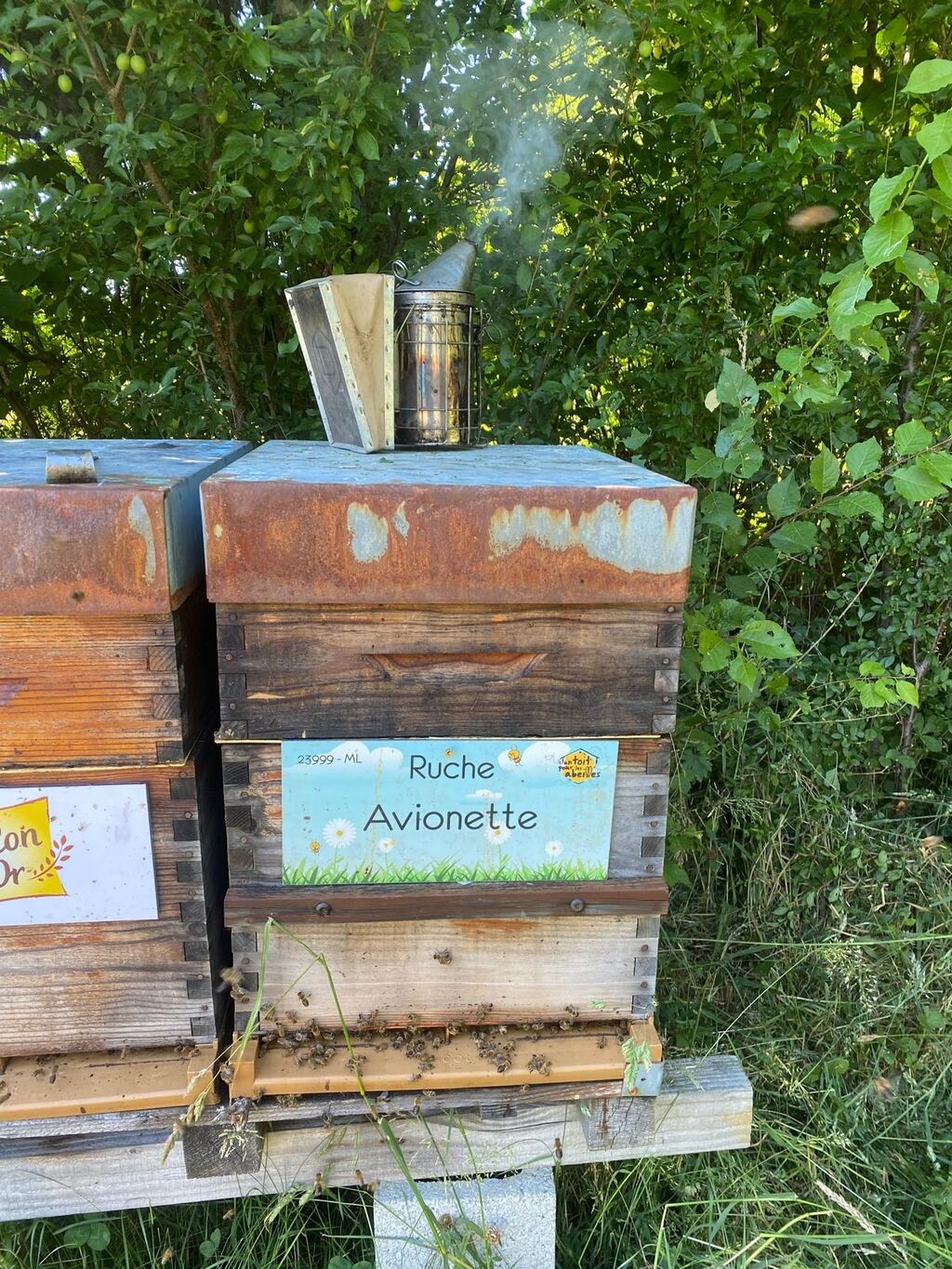 La ruche Avionette