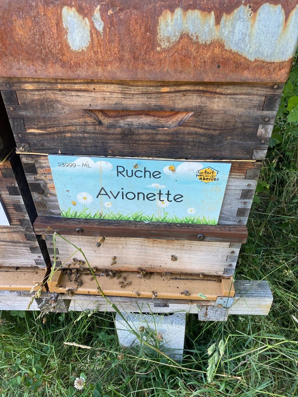 La ruche Avionette