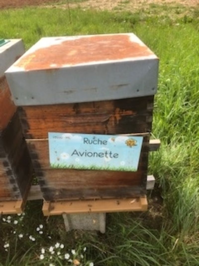 La ruche Avionette