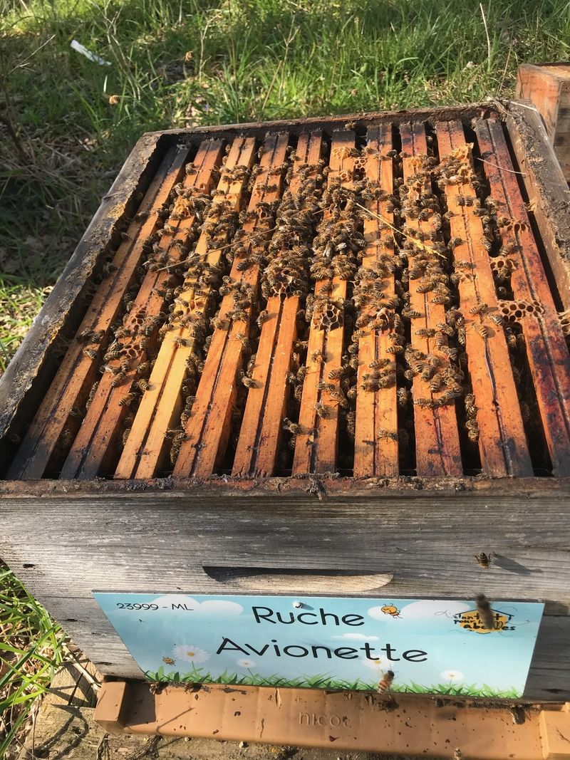 La ruche Avionette