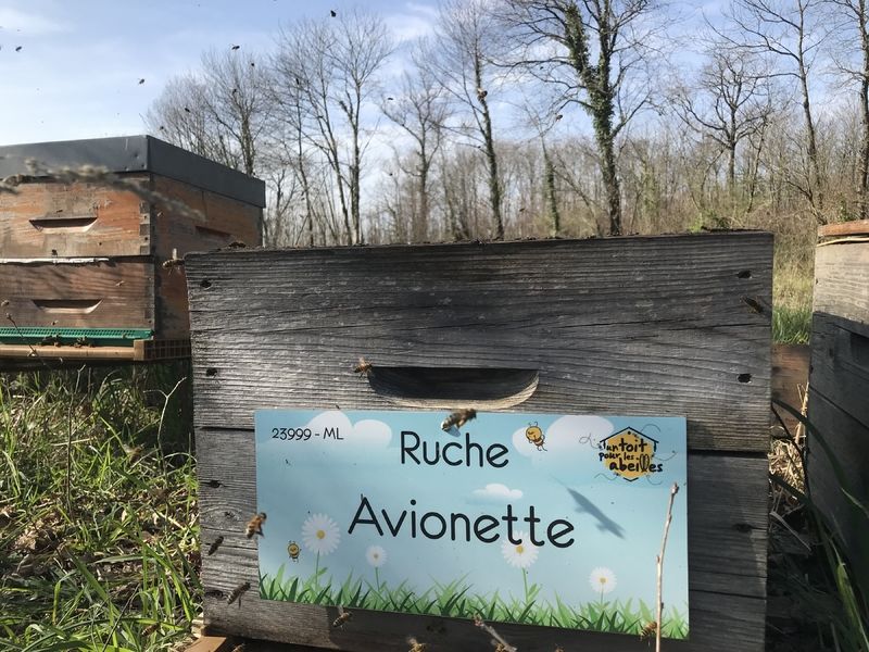 La ruche Avionette